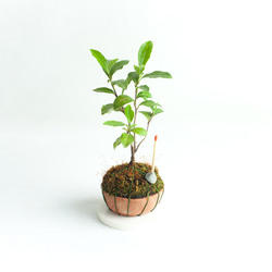 ミニ盆栽 茶の木 (チャノキ) 実生苗 3枚目の画像