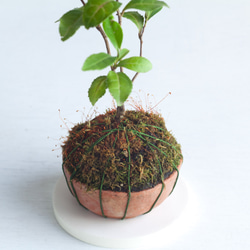 ミニ盆栽 茶の木 (チャノキ) 実生苗 5枚目の画像