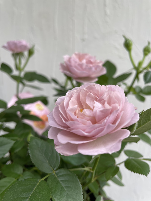 四季咲きミニバラ ウエディングゴールド【ハニーゴールド】 その他