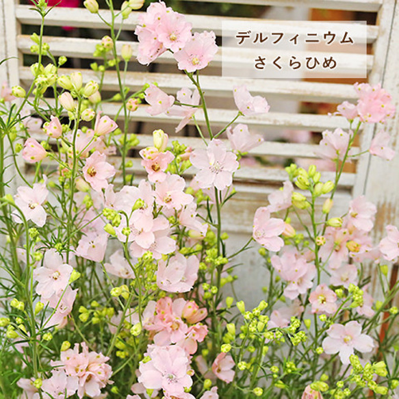 再入荷花苗 デルフィニウム さくらひめ 4号ポット 宿根草 ピンク 春と