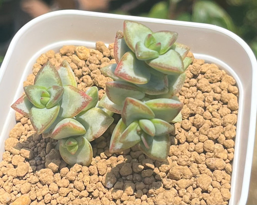 コ*イ様 クラッスラ　ルペストリス錦　多肉植物　大きめ　大量　育苗コンテナのすべ 楽天市場】多肉植物 seクラッスラ ルペストリス錦 多肉植物