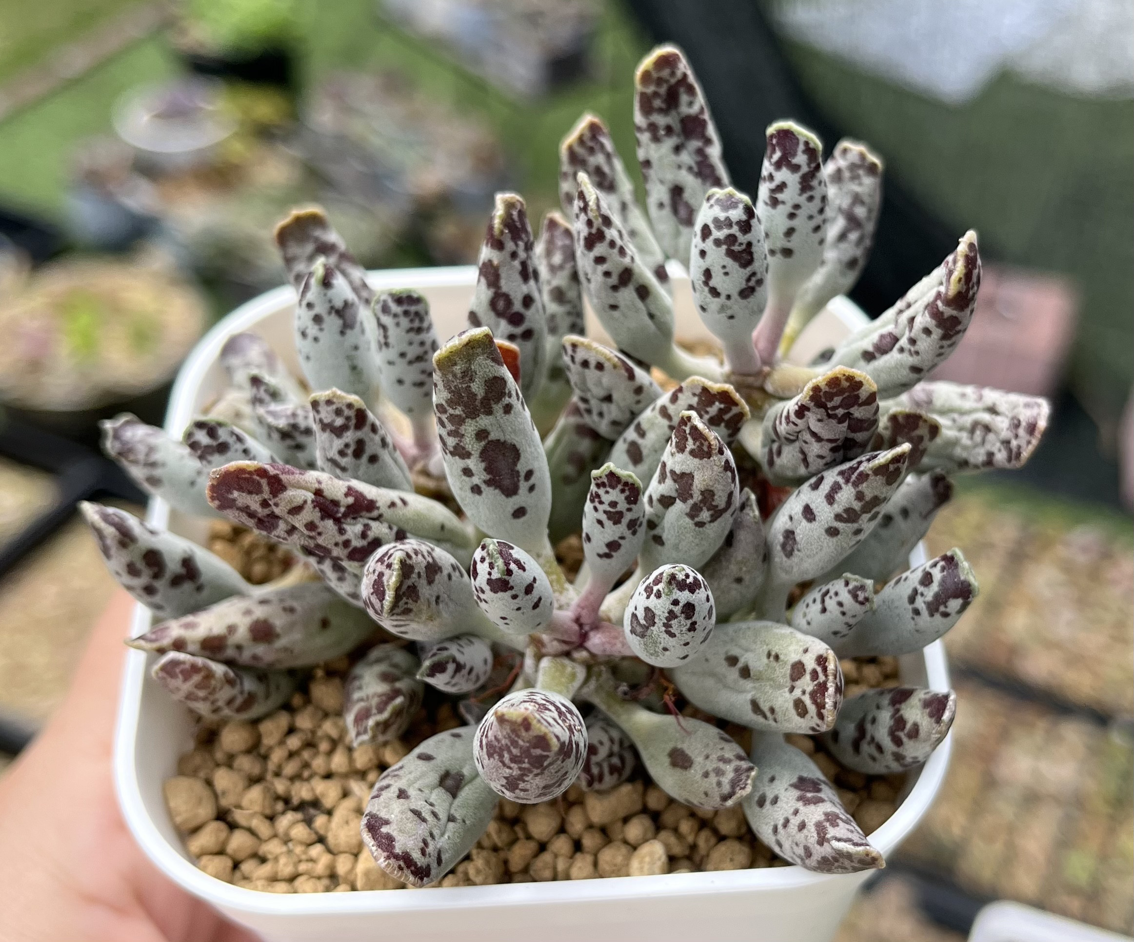 多肉植物 韓国苗 アクアリス