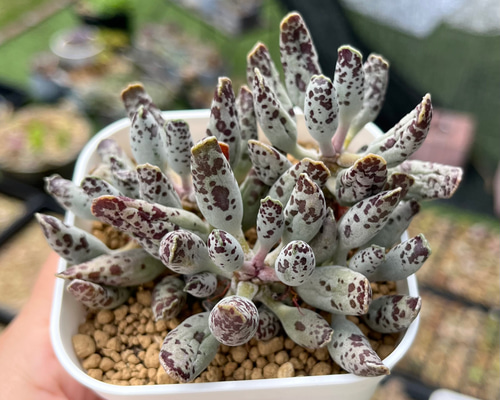 e1d63996c1dbe99c1be6863db128f3