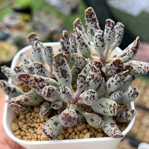 大人気 多肉植物 アドロミスクス 3苗セット 超美苗 レア種 速達発送 大人気 多肉植物 アドロミスクス イブ 超美苗 レア種 - メルカリ