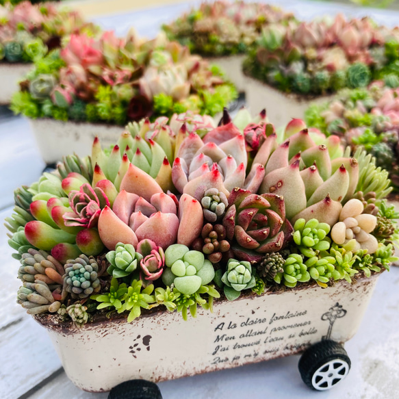 ★多肉植物　寄せ植え〜スター寄せ〜そのまま飾れます(≧∀≦)★ 多肉植物 寄せ植え そのまま飾れる オーダー承ります 多肉植物