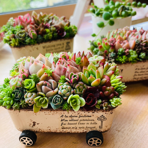 オーダー承ります 多肉植物寄せ植え そのまま飾れる ちま寄せ花車 多肉 ...