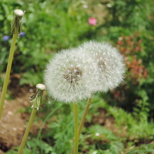 たんぽぽハーバリウム™ 固まるハーバリウム 紫陽花 綿毛 ドライ 
