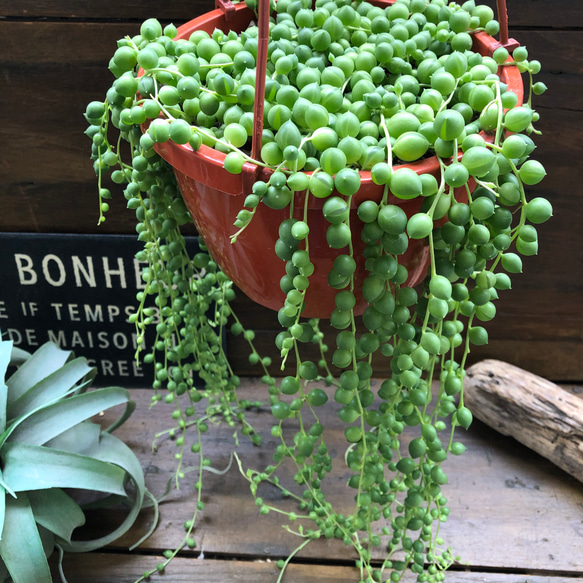 グリーンネックレス吊り下げ♡大苗立派な垂れ下がり♡多肉植物♡お得 4枚目の画像