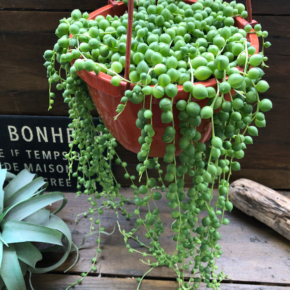 グリーンネックレス吊り下げ♡大苗立派な垂れ下がり♡多肉植物♡お得 5枚目の画像