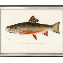9604■ポスター　絵画　A3サイズ『カワマス　トラウト　魚』アート　イラスト　デザイン　上級マット紙採用 1枚目の画像