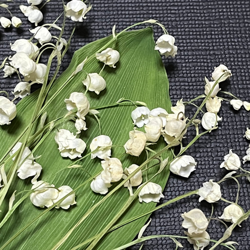 すずらんのドライフラワー その他素材 キリ 通販 15874046｜Creema