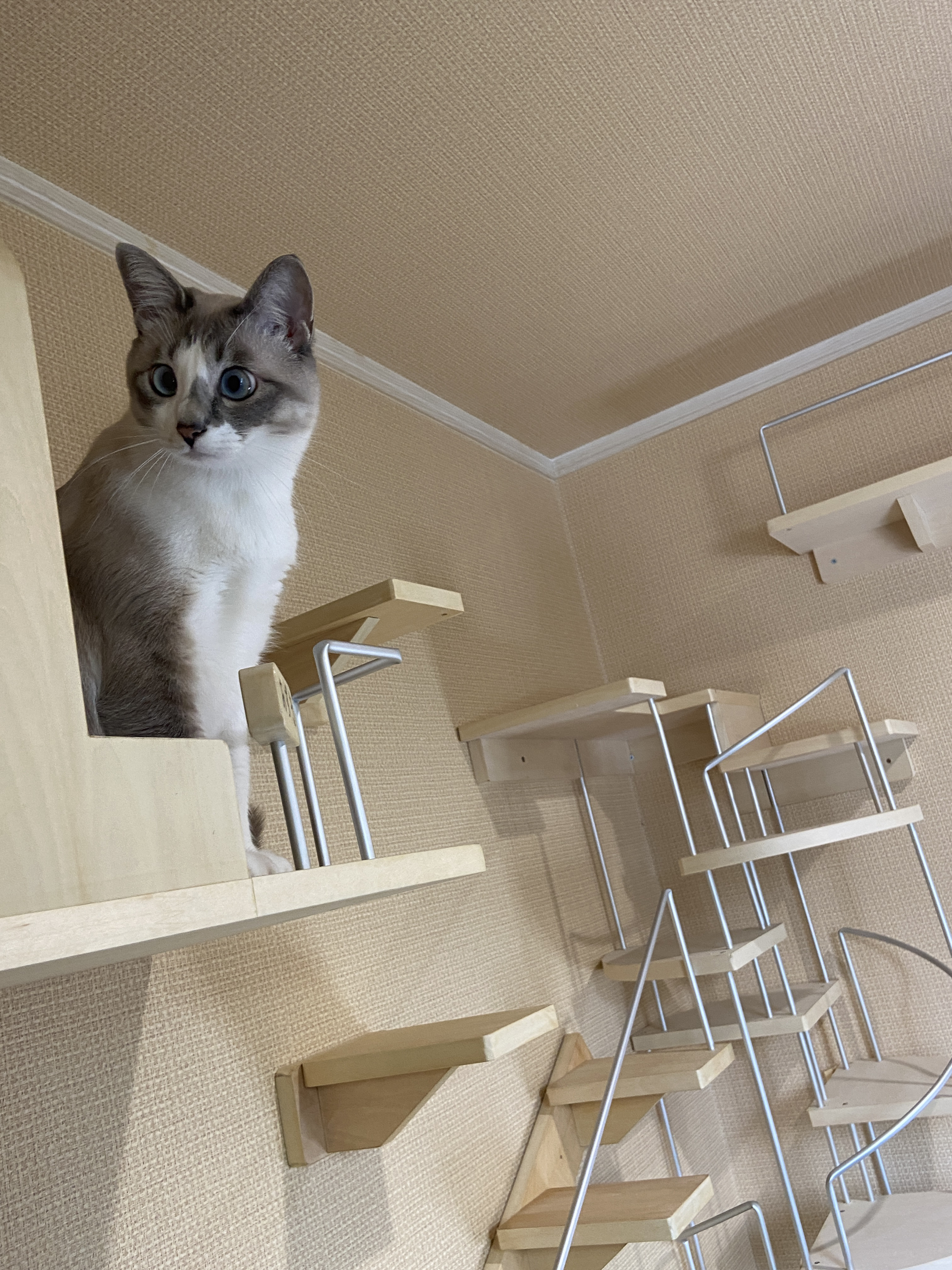 キャットウォーク、手すり付き、ねこさんハウス 木材