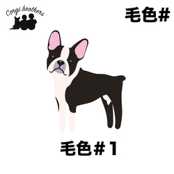 【 ボストンテリア シンプル柄 毛色１色 】  Tシャツ　おしゃれ　かわいい　犬　ペット　うちの子　プレゼント 6枚目の画像