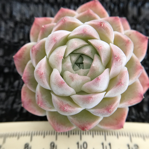 超可愛い レア新品種 多肉植物 エケベリア 桃もち 1苗 1500円 多肉植物