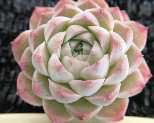 超可愛い レア新品種 多肉植物 エケベリア 桃もち 1苗 1500円 多肉植物