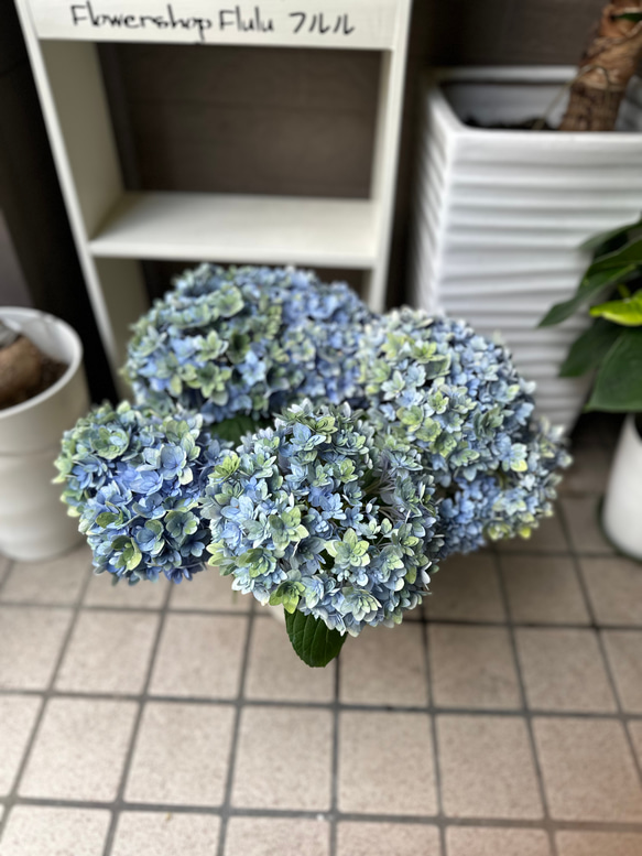 大人気！母の日ギフト　アジサイ　鉢植え 2枚目の画像