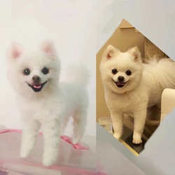 【オーダーメイドペット】羊毛フェルト、うちの子　犬ぬいぐるみ、フェルト犬、羊毛犬、肖像画、犬猫人形 プレゼントやギフトに 1枚目の画像