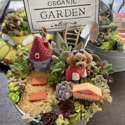 受注制作 わんちゃんガーデン箱庭風多肉植物寄せ植え〜 多肉植物 まぁ