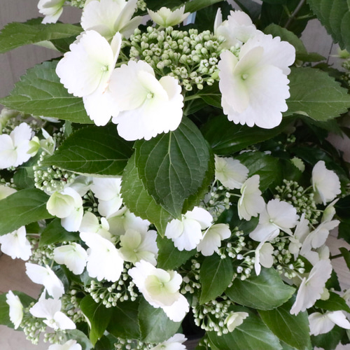 8寸特大鉢♡ラグランジア♡ブライダルシャワー♡紫陽花♡ アート
