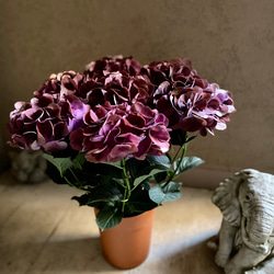 母の日ギフト アジサイ クイーンズブラック 秋色紫陽花 4枚目の画像