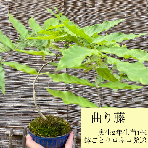 曲り藤 藤実生2年生苗1株盆栽仕立て 盆栽 芍薬堂アカリン 通販