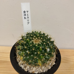 マミラリア　金洋丸　花が良く咲くマミラリア！ アイスクリームのような鉢がかわいい！　さぼてん、サボテン、花サボテン 4枚目の画像