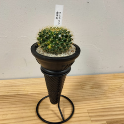 ユーフォルビア ホワイトゴースト綴化 かなりワイルドでインパクトの