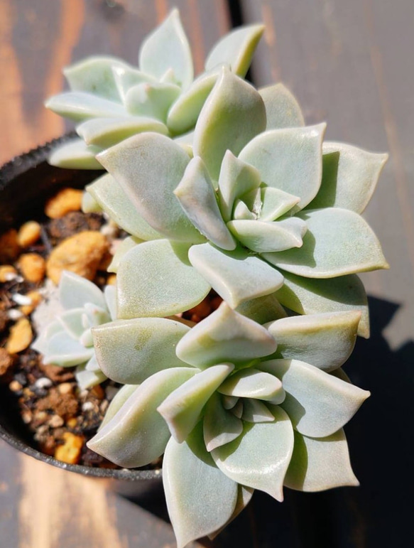 多肉植物 薄氷 姫朧月 抜き苗 その他インテリア雑貨 銀花 通販