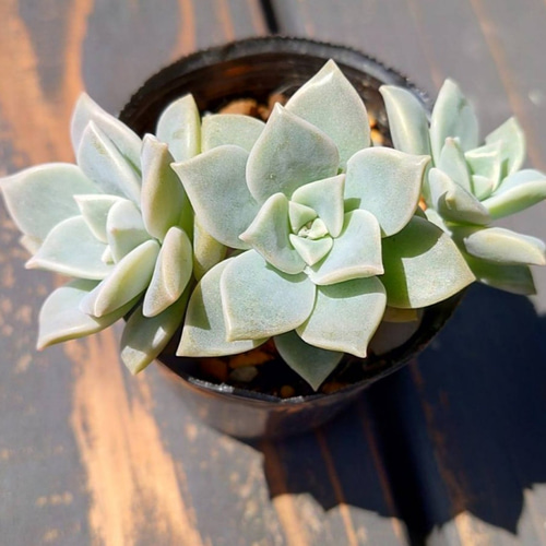 多肉植物。 胧月抜き苗 Amazon.co.jp: 朧月 抜き苗 多肉植物 : ホーム＆キッチン