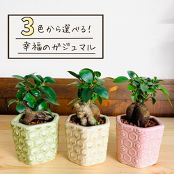 美株ガジュマル（トトロ仕立て、KINTO鉢）セット トトロ、くろすけ仕立て ガジュマルセット（鉢、受け皿付き