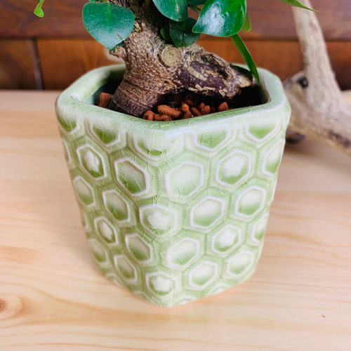 ベージュ陶器 水鉢 ロープハンドル付き ベージュ陶器 水鉢 ロープハンドル付き 楽天市場】メダカ 鉢（カラー