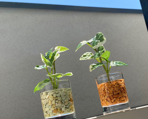 afc266404f98f2cdc73f998a6a1197