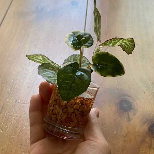 本物そっくり枯れない観葉植物】ミニ フェイクグリーン 葉 水やり無し