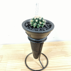 最終値下げ塊根植物 パキポディウム グラキリス 高さ23センチ はみ出し