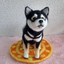 羊毛フェルト　黒柴ちゃんお座り　柴犬 6枚目の画像