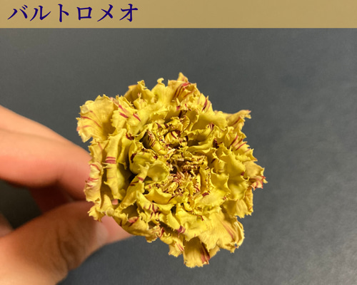 カーネーションのドライフラワー｜10輪｜バルトロメオ ドライフラワー