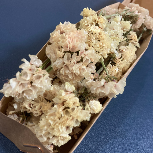 スターチスのドライフラワー｜20輪｜オレンジシャーベット ドライ