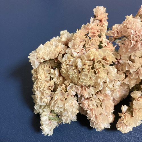 スターチスのドライフラワー｜20輪｜オレンジシャーベット ドライ