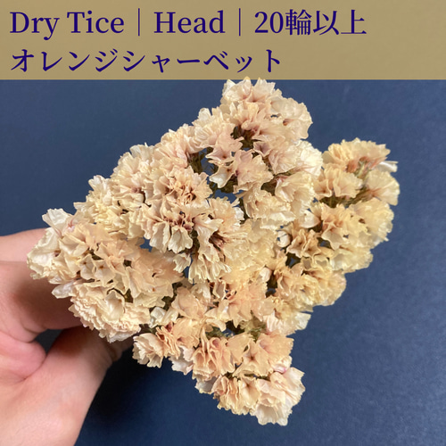 スターチスのドライフラワー｜20輪｜オレンジシャーベット ドライ
