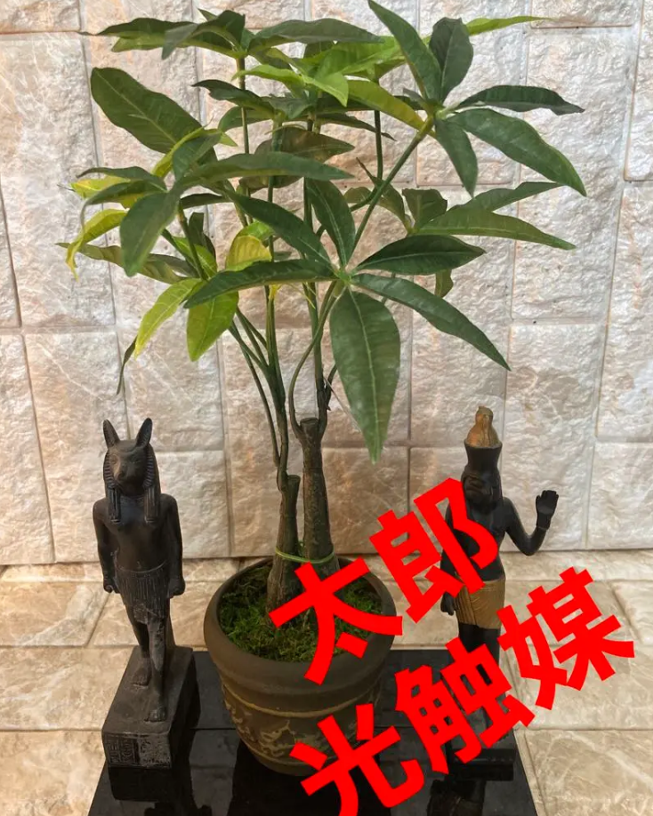 光触媒 人工観葉植物 ウォールグリーン フェイクグリーン パキラツリー