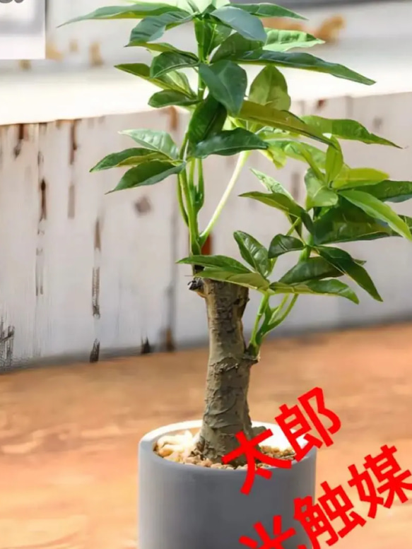 光触媒 人工観葉植物 ウォールグリーン フェイクグリーン 3030403-