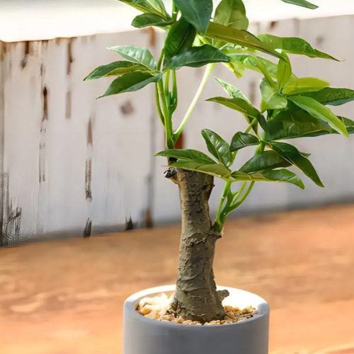 光触媒 人工観葉植物 ウォールグリーン フェイクグリーン コンクリ