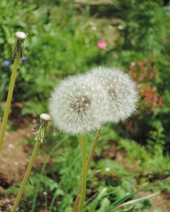 【オーダー制作】たんぽぽハーバリウム™(青系)　固まるハーバリウム　紫陽花　綿毛　ドライフラワー　フラワーギフト 5枚目の画像