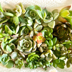 多肉植物 朧月 カット苗10個 多肉植物 pekipeki 通販 16796161