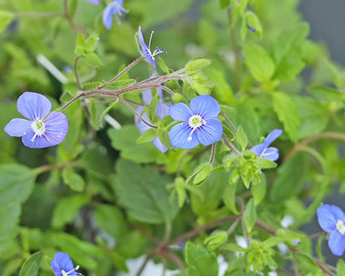 花苗 ベロニカ オックスフォードブルー 2.5号 宿根草 グランドカバー