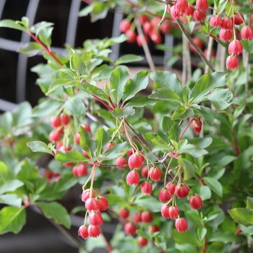 紅ドウダンツツジ その他インテリア雑貨 トータルプランツイーグレット