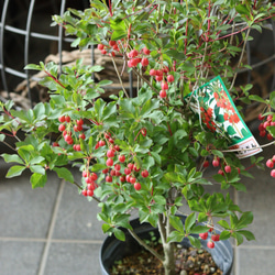 紅ドウダンツツジ その他インテリア雑貨 トータルプランツイーグレット