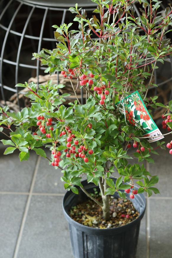 紅ドウダンツツジ その他インテリア雑貨 トータルプランツイーグレット