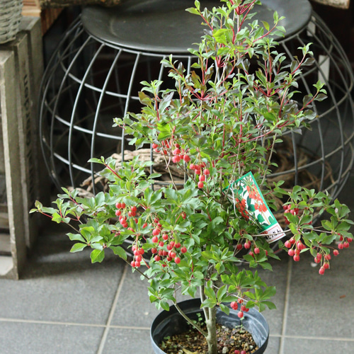 紅ドウダンツツジ その他インテリア雑貨 トータルプランツイーグレット