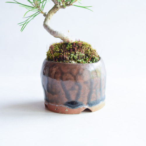 月冴（つかさ）さん 黒松 ミニ盆栽 自作鉢 盆栽 樹と花と 通販